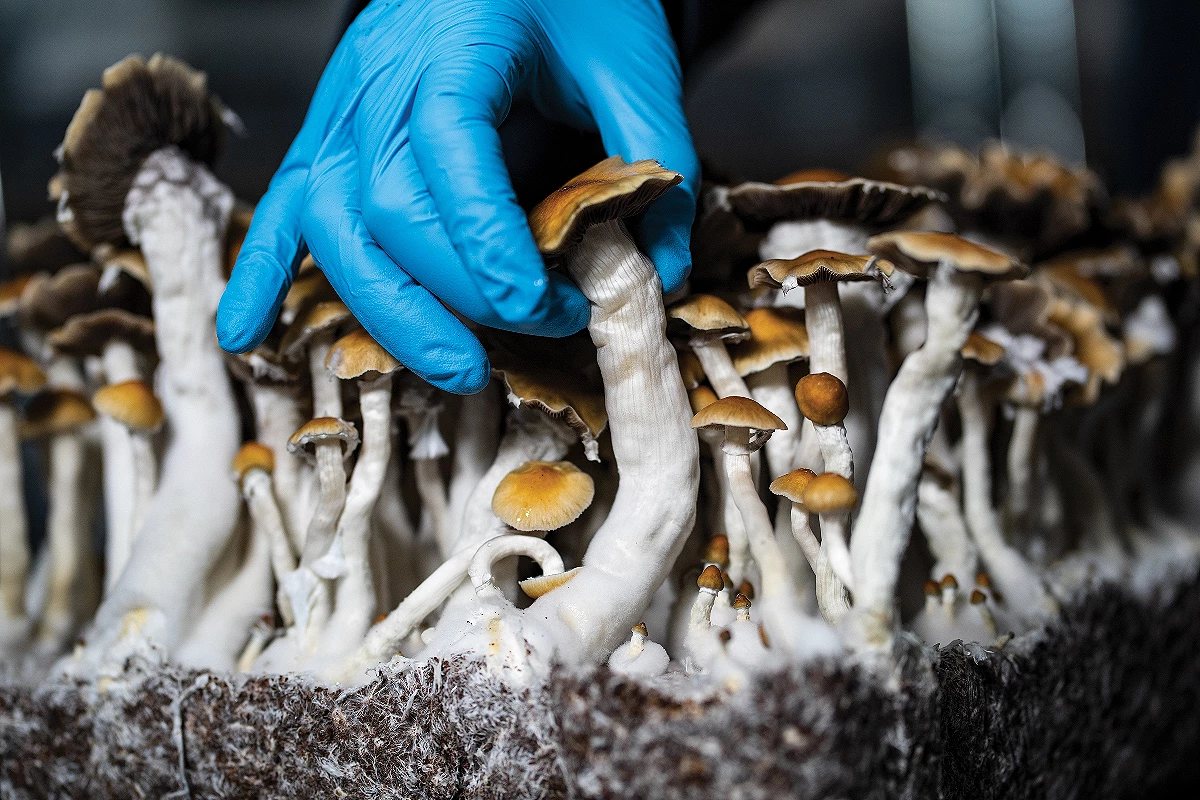 Microdosing Mushroom Strains, Varieties & Active Compounds