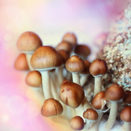 Magic Mushrooms and the Possibility of a Reset: What Psilocybin May Teach Us About Trauma, PTSD, and the Mind